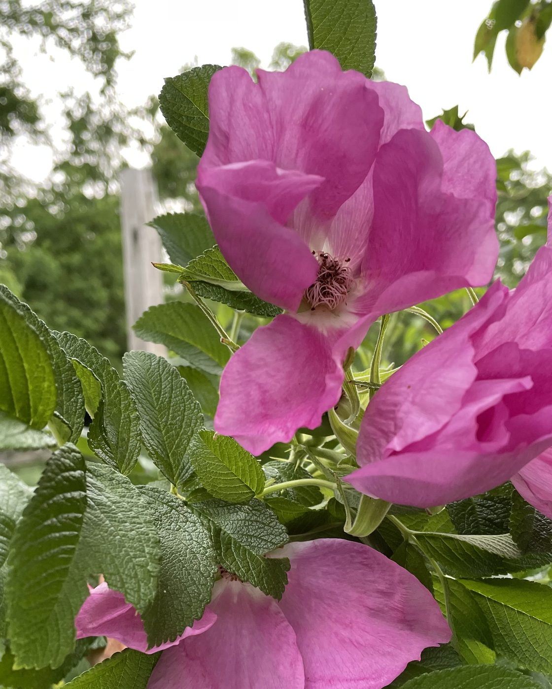 Rosa rugosa in bloom at Rose Sharon Gardens, Pocono Mountains, Pennsylvania.