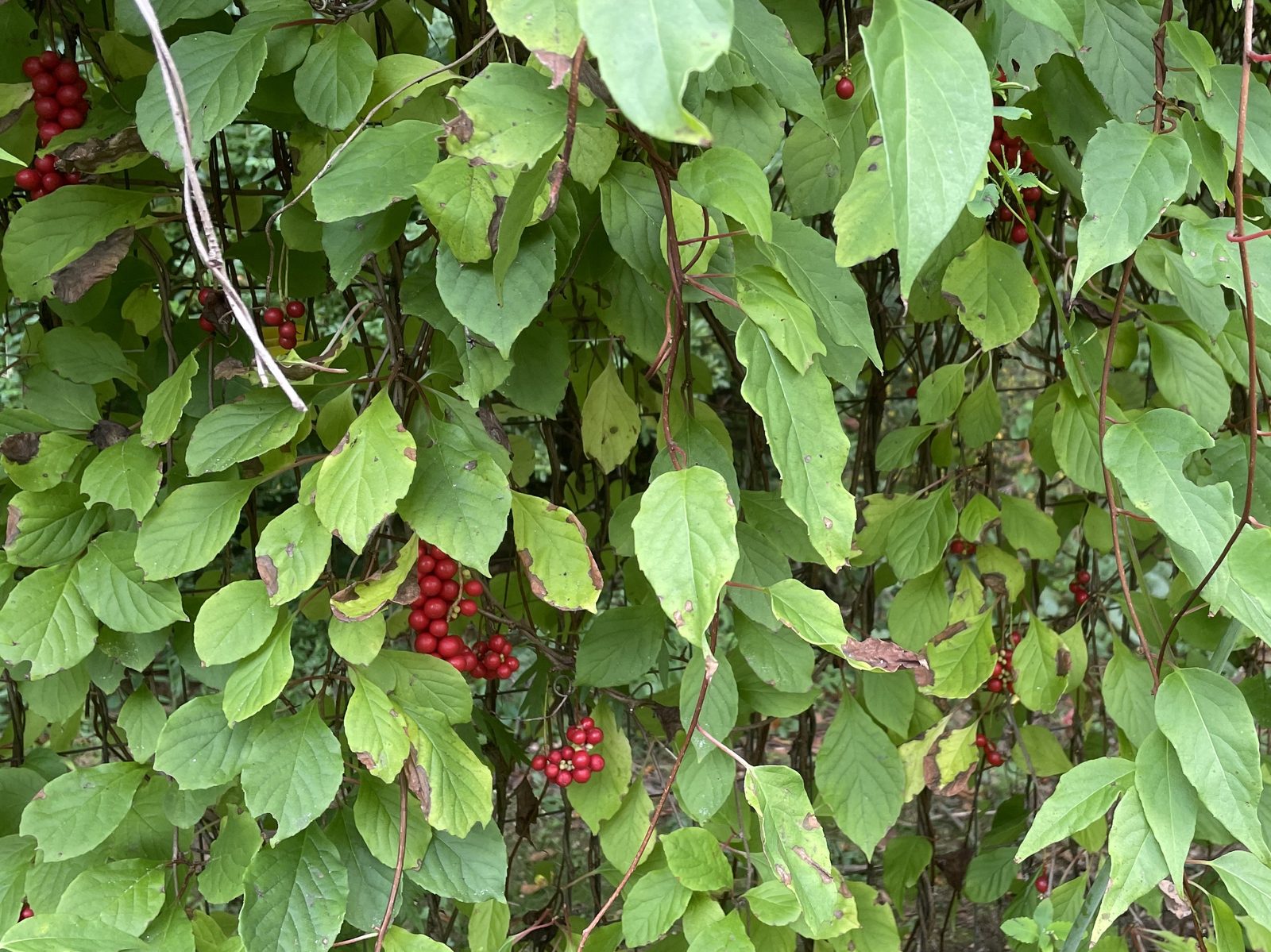 Mature Schisandra chinensis vine with ripe red berries at Rose Sharon Gardens.