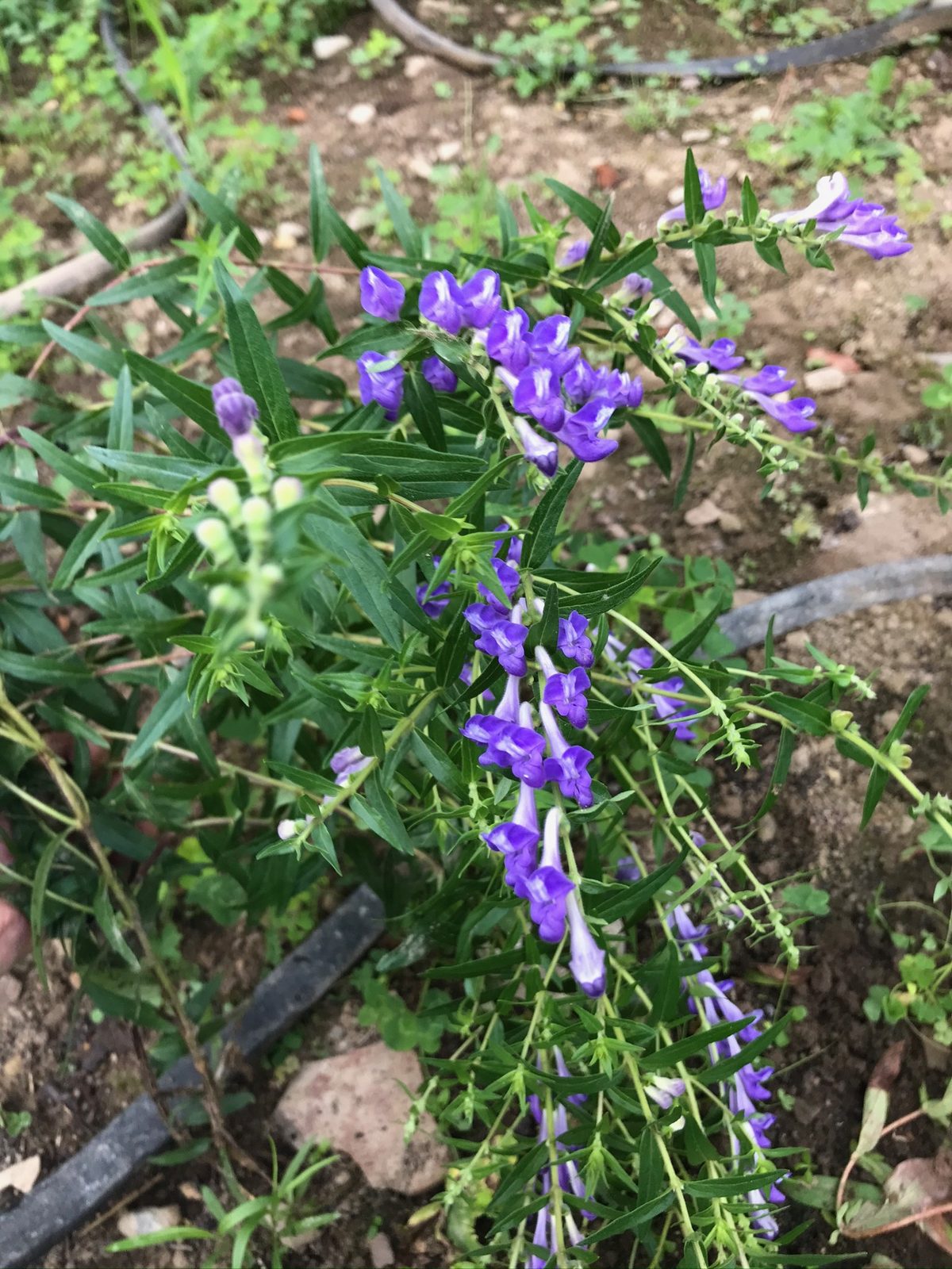 Baikal Skullcap in the garden