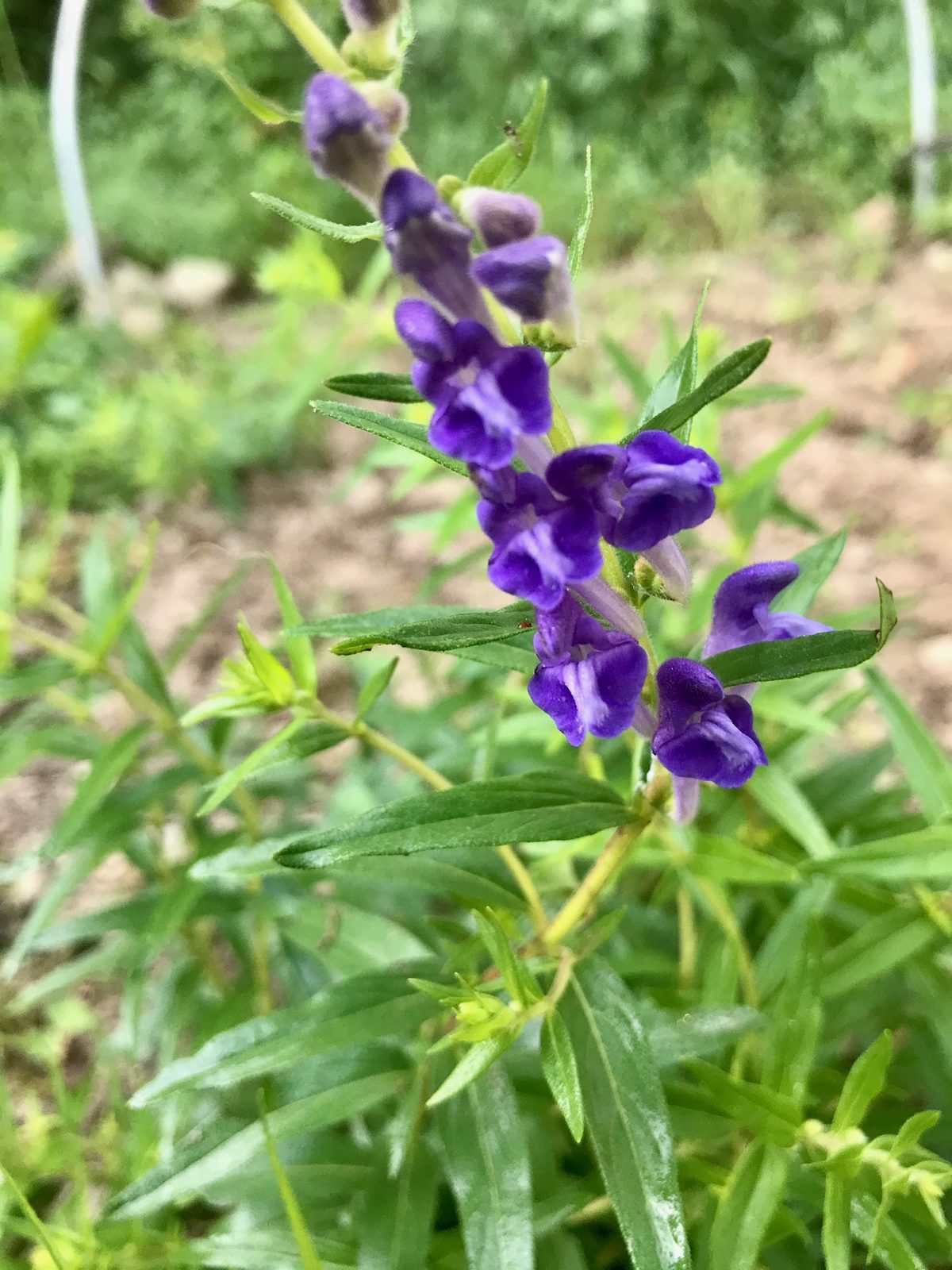 Baikal Skullcap