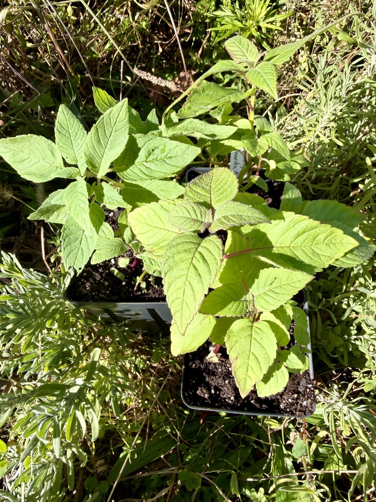 Bee Balm (Monarda didyma) plants in pots