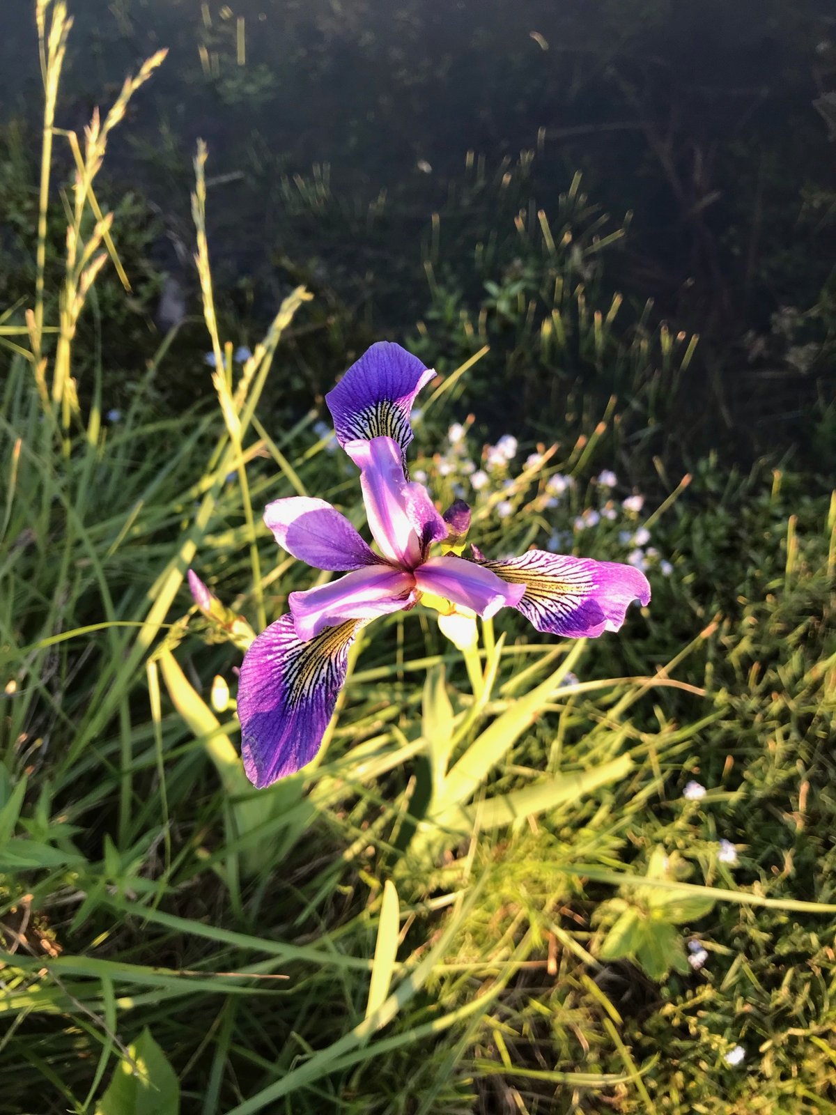 Blue Flag Iris