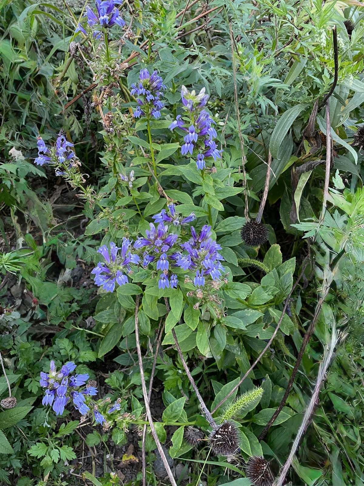 Blue Lobelia