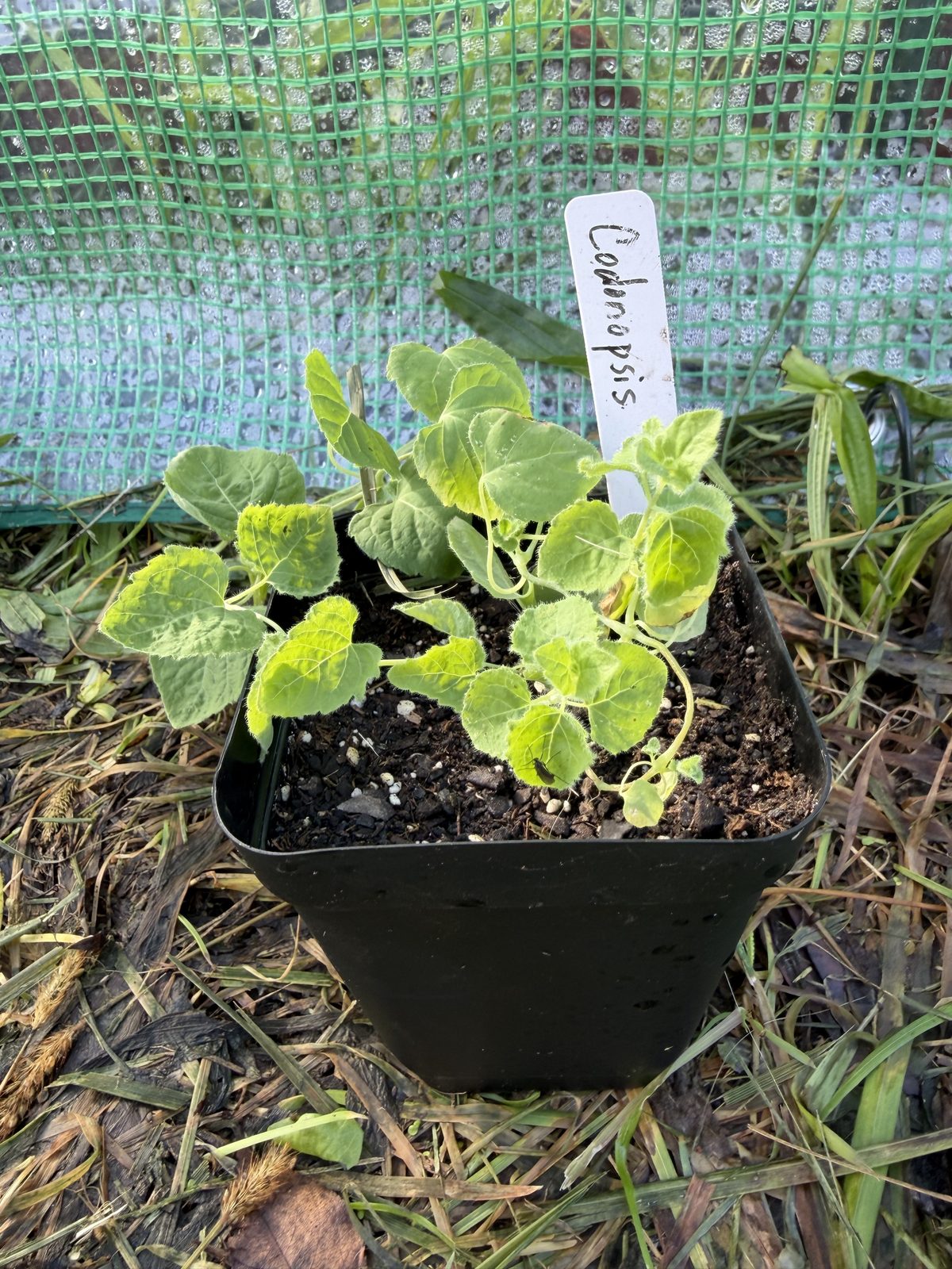 Codonopsis plant in a pot, as sold