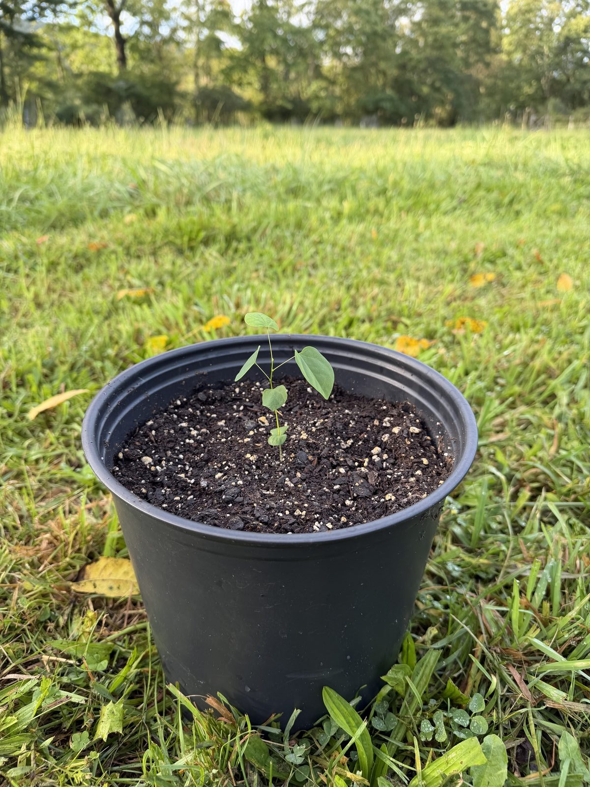 Eastern Redbud in a 1-gallon pot