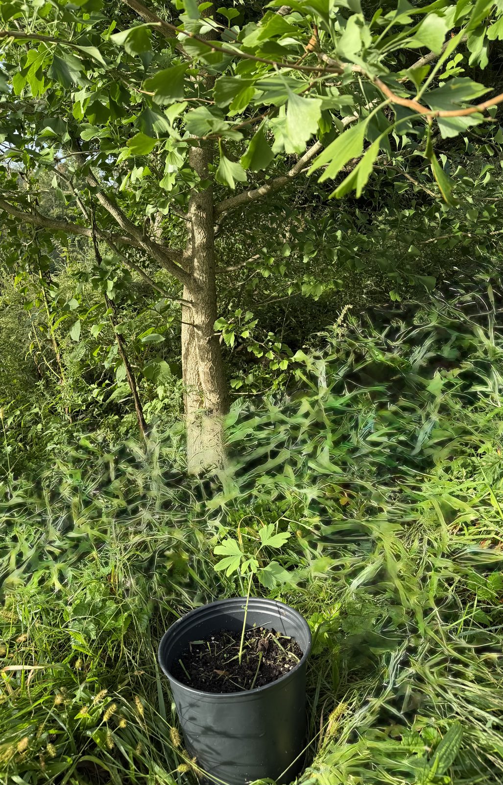 Ginkgo tree with a potted seedling at Rose Sharon Gardens