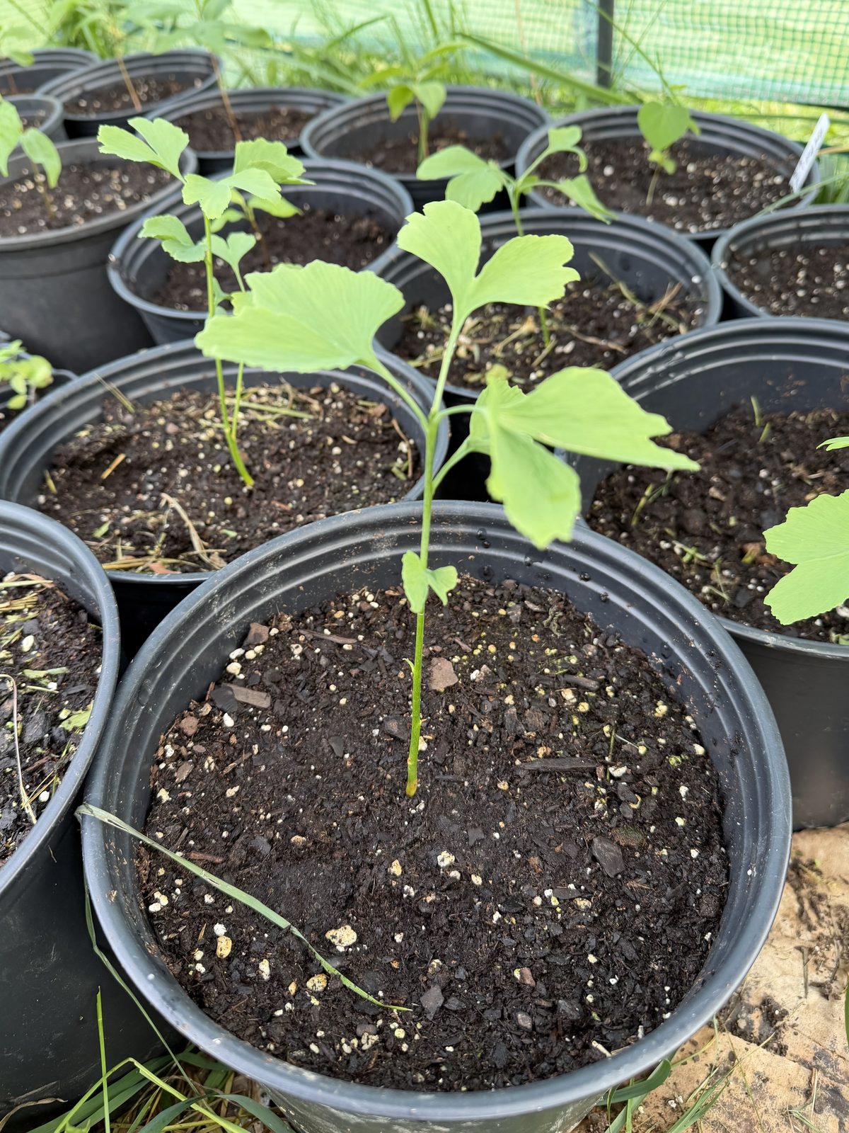 Potted Ginkgo biloba seedling at Rose Sharon Gardens