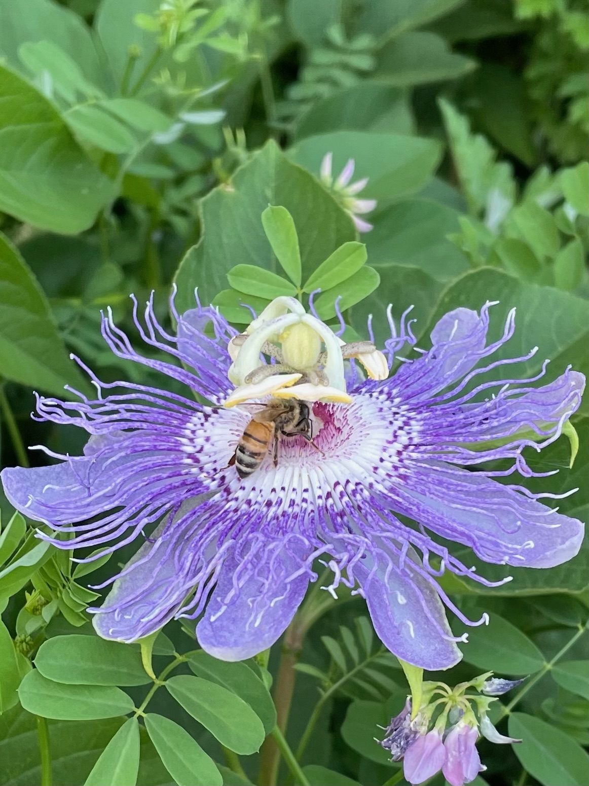 Passionflower