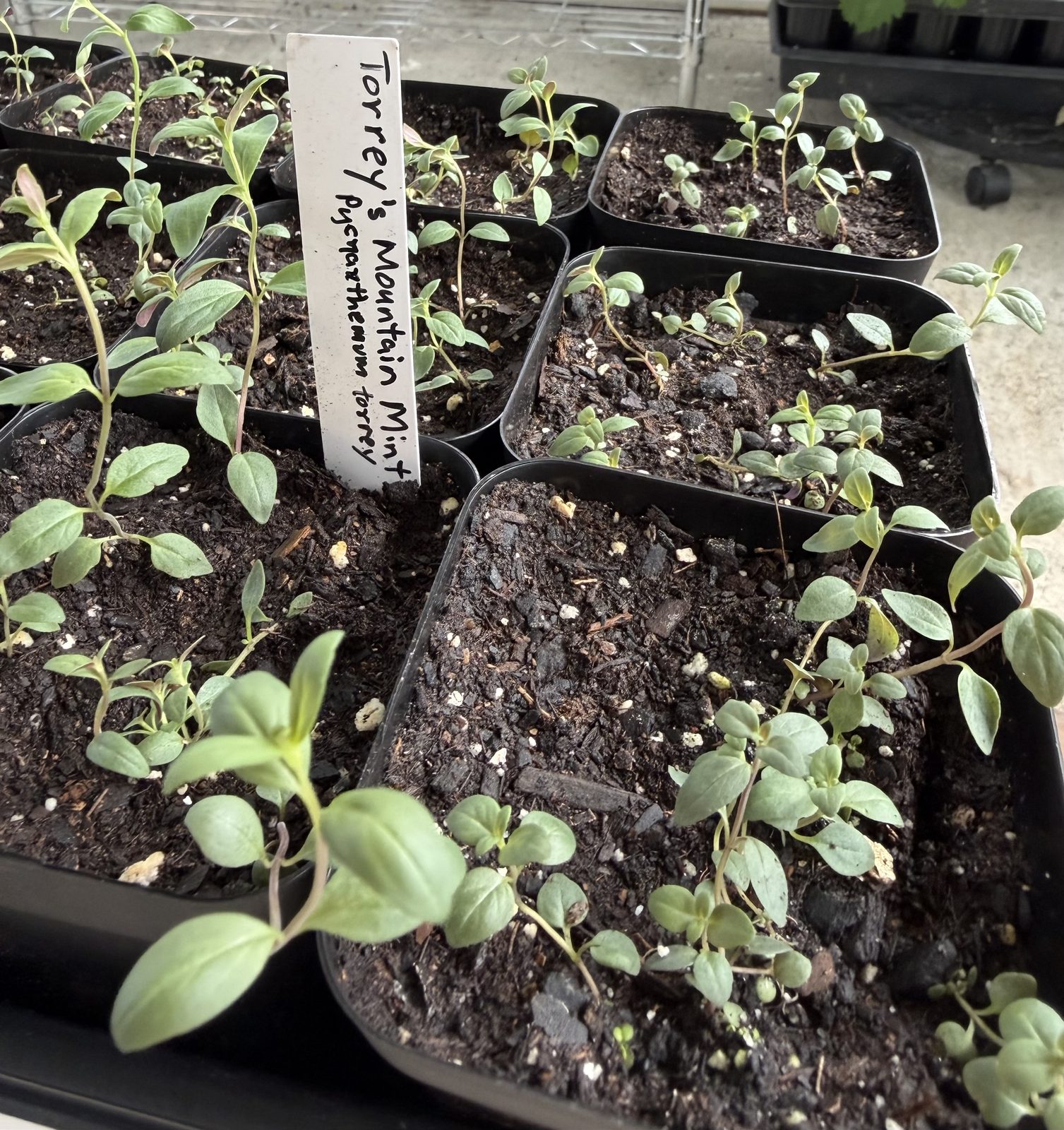 Torrey’s Mountain Mint seedlings in pots