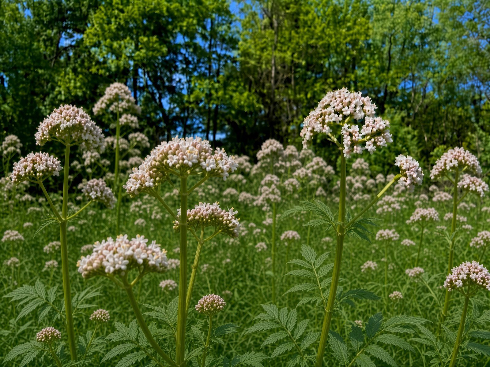 Valerian