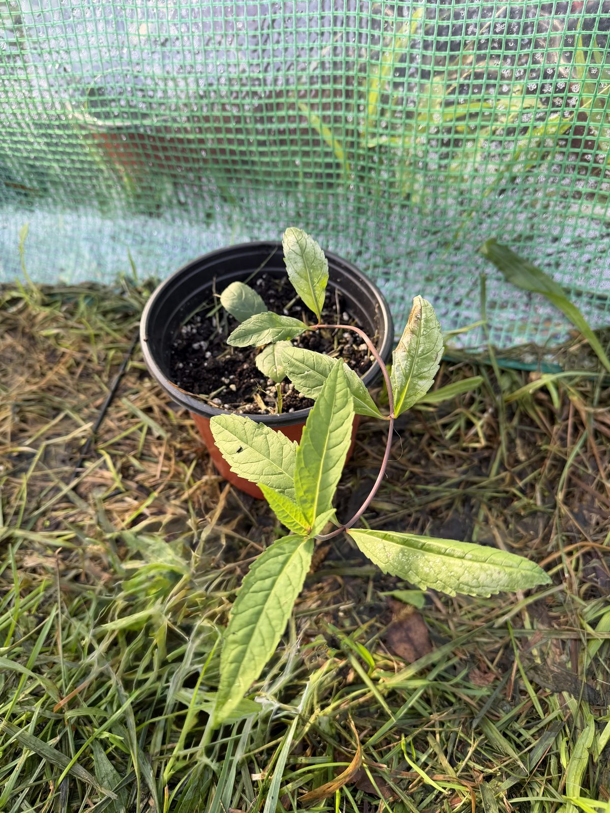 White Turtlehead plant in a pot, as sold
