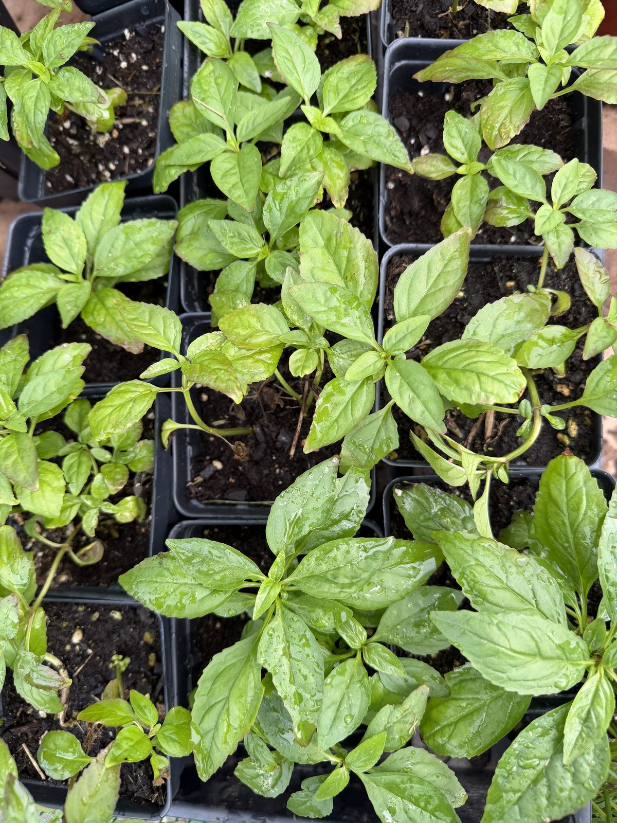 Winged Monkey Flower plants in pots